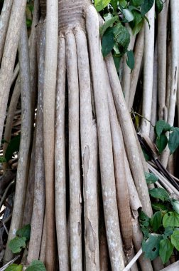 Pandanus Utilis, siktir et çamları, yürüyen palmiyeleri.,