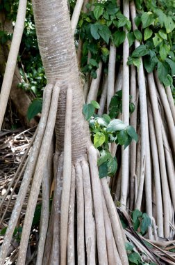 Pandanus Utilis, siktir et çamları, yürüyen palmiyeleri.,