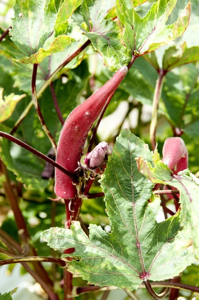 Red Okra Vegetable Garden — Stock Photo, Image