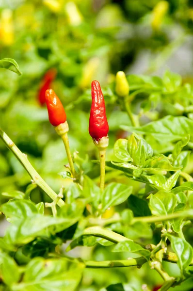 Shimatogarashi Capsicum Fffenens Chilli Pepper — стоковое фото