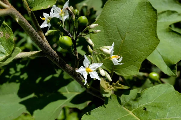Truthahnbeere Solanum Torvum Erbseneier Nachtschatten — Stockfoto