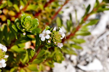 Lysimachia Mauritiana çiçeği, sahilde yetişen plaj bitkisi.