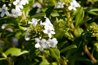Lysimachia Mauritiana çiçeği, sahilde yetişen plaj bitkisi.