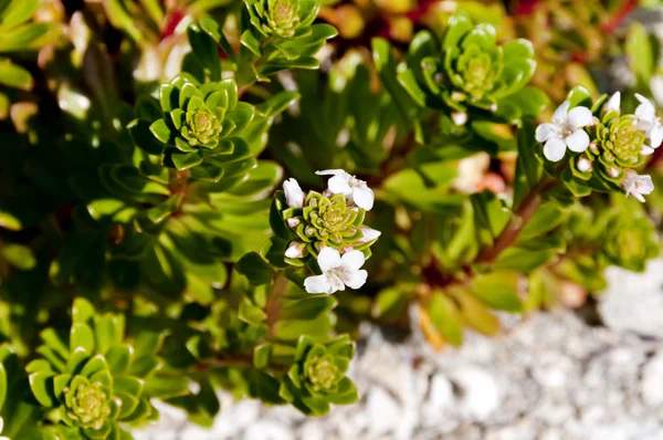 Lysimachia Mauritiana Flower Beach Plant Growing Coast — Stock Photo, Image