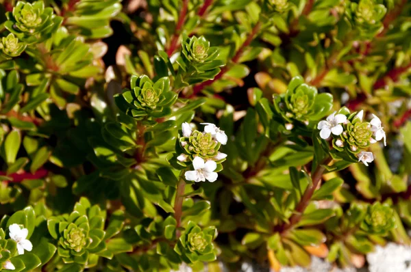 Lysimachia Mauritiana Flower Beach Plant Growing Coast — Stock Photo, Image