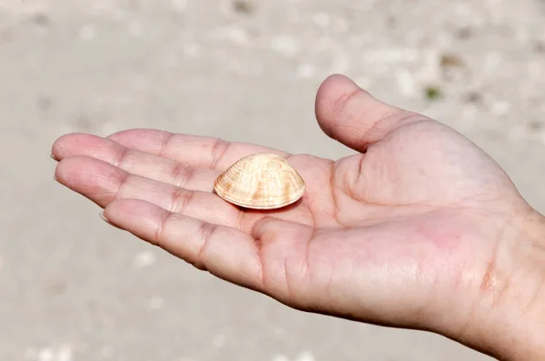 Sea shell on the palm of the hand at a beach