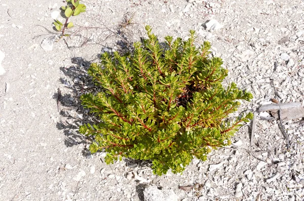 Lysimachia Mauritiana Flower Beach Plant Growing Coast — Stock Photo, Image