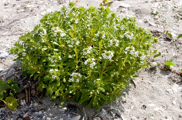 Цветок Llmachia Ritiana Пляжное Растение Растущее Побережье — стоковое фото