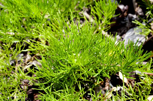 Hamamachi Ryukyuyomogi Artemisia Campestris Ajenjo Lombriz —  Fotos de Stock