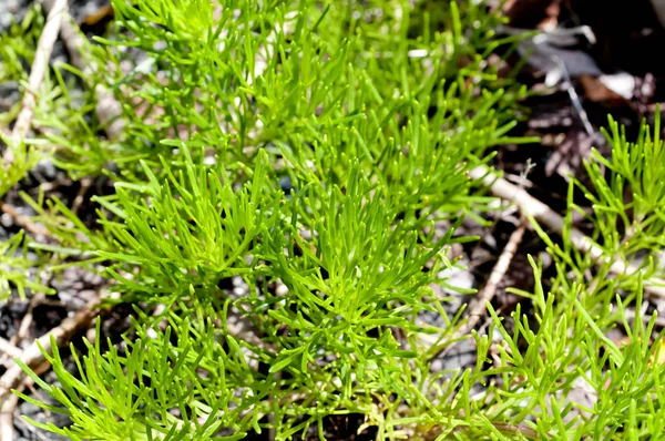 Hamamachi Ryukyuyomogi Artemisia Kampı Pelin Otu Mugwort — Stok fotoğraf