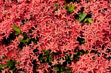 Güzel Red Bunga Soka veya Asoka veya Kral Ixora çiçek çingenesi. Kırmızı başak çiçeği, Rubiaceae, Ixora coccinea, soka. 