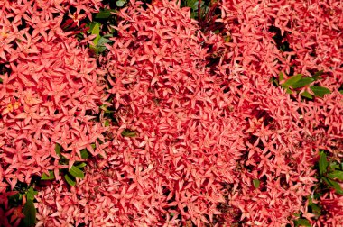 Güzel Red Bunga Soka veya Asoka veya Kral Ixora çiçek çingenesi. Kırmızı başak çiçeği, Rubiaceae, Ixora coccinea, soka. 