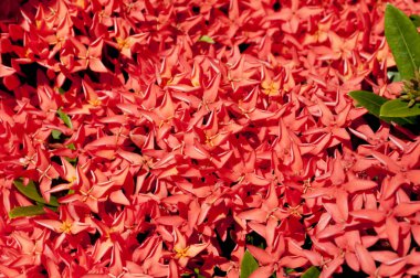 Güzel Red Bunga Soka veya Asoka veya Kral Ixora çiçek çingenesi. Kırmızı başak çiçeği, Rubiaceae, Ixora coccinea, soka. 