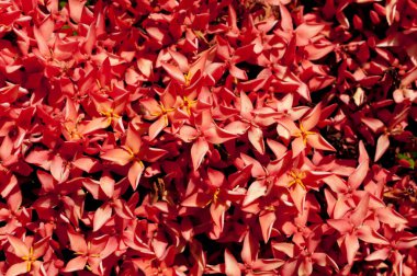 Güzel Red Bunga Soka veya Asoka veya Kral Ixora çiçek çingenesi. Kırmızı başak çiçeği, Rubiaceae, Ixora coccinea, soka. 