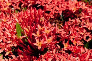 Güzel Red Bunga Soka veya Asoka veya Kral Ixora çiçek çingenesi. Kırmızı başak çiçeği, Rubiaceae, Ixora coccinea, soka. 