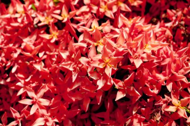 Güzel Red Bunga Soka veya Asoka veya Kral Ixora çiçek çingenesi. Kırmızı başak çiçeği, Rubiaceae, Ixora coccinea, soka. 
