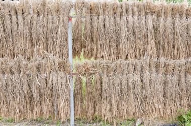 Pirinç buduyor, Okinawa 'da kurutuluyor.