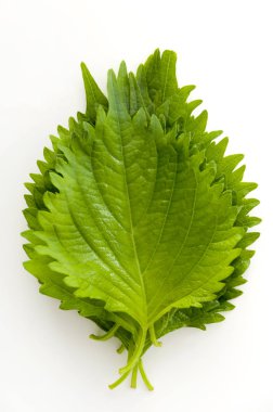 Taze yeşil shiso (perilla) veya beyaz arkaplanda oba yaprağı
