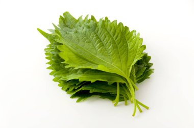 Taze yeşil shiso (perilla) veya beyaz arkaplanda oba yaprağı