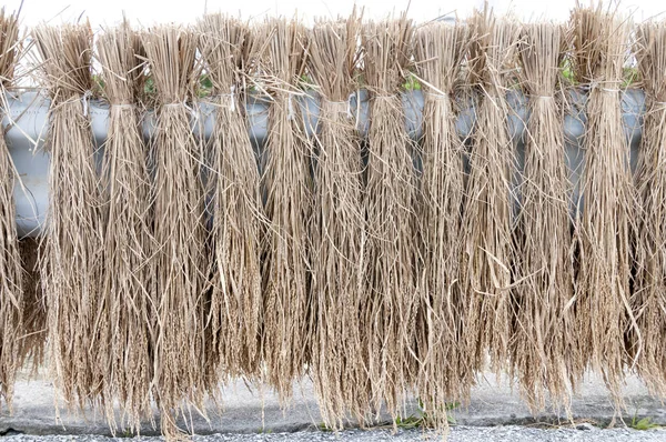 Cropped Rice Getting Sun Dried Okinawa Japan — Stock Photo, Image