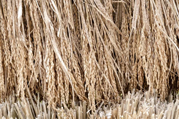 Arroz Cultivado Que Seca Sol Okinawa Japón — Foto de Stock