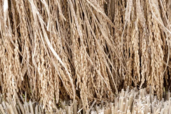 Geernteter Reis Wird Sonnengetrocknet Okinawa Japan — Stockfoto