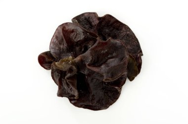 Yahudi'nin kulak mantar beyaz zemin üzerine