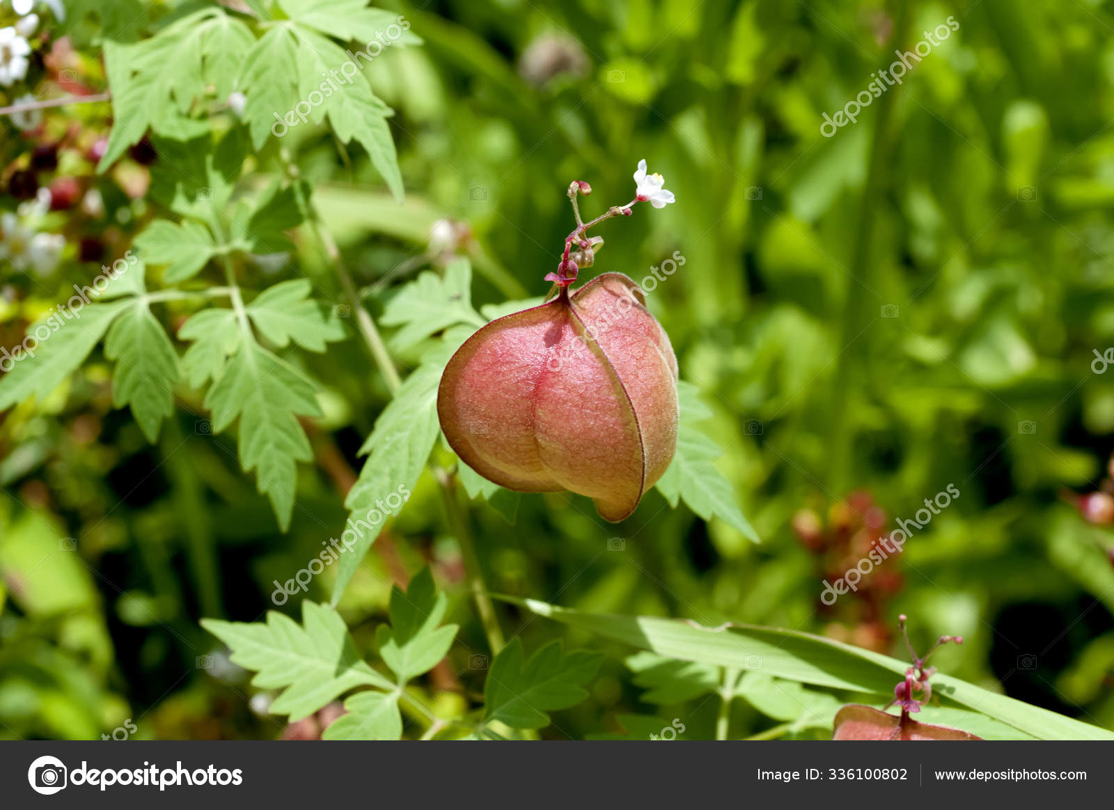 Balloon Vine Heart Pea Heart Seed Smooth Leaved Heart Pea Stock Photo By C Kariphoto