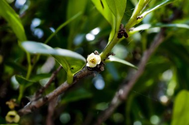 Diospyros ferrea, Ryukyu ebony, Ryuukyuukokutan, Yaeyamakokutan