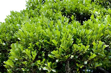 Diospyros ferrea, Ryukyu ebony, Ryuukyuukokutan, Yaeyamakokutan