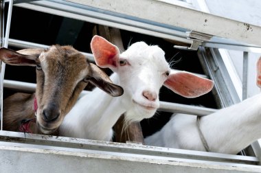 Keçiler Keçi Yurdu 'ndan yüzünü gösterdi. Keçiler pencereden dışarı bakıyor.