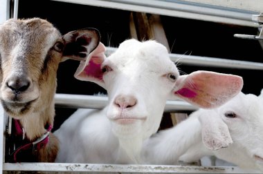 Keçiler Keçi Yurdu 'ndan yüzünü gösterdi. Keçiler pencereden dışarı bakıyor.