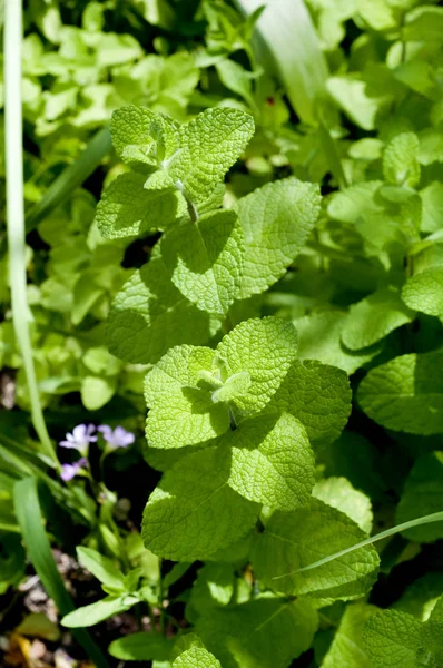 Manzana Hojas Verdes Menta Mentha Suaveolens —  Fotos de Stock