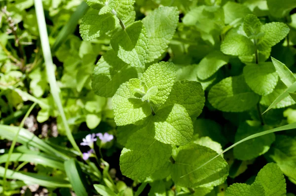Naneli yeşil yapraklar (Mentha suaveolens)