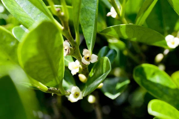 Diospyros Ferrea Ébène Ryukyu Ryuukyuukokutan Yaeyamakokutan — Photo