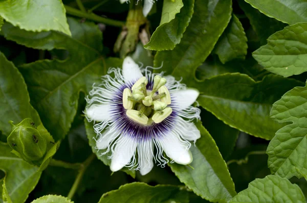 Passiflora Edulis Flor Maracuyá — Foto de Stock