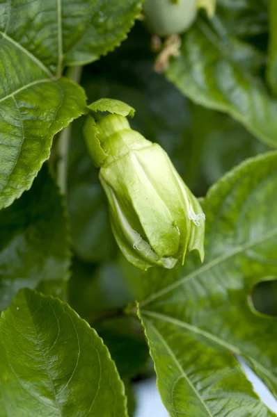 Passiflora Passion Fruit Bud Leaves — Stock Photo, Image