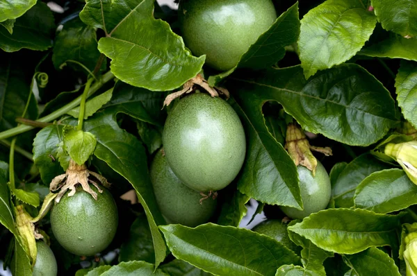 Passievruchten Jonge Vruchten Nog Niet Rijp — Stockfoto