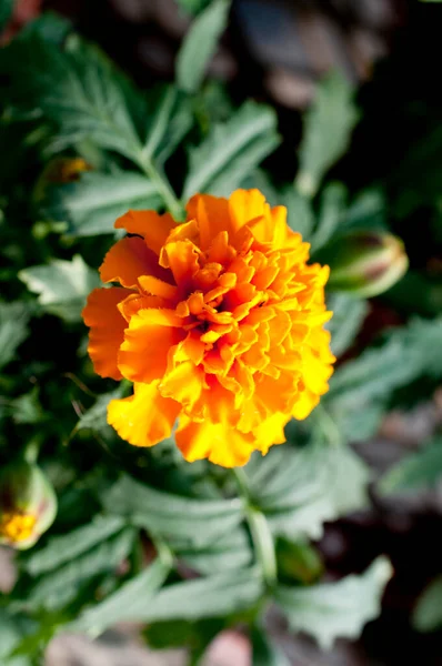 Close Beautiful Marigold Flower — Stock Photo, Image