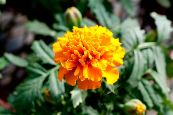 Close Beautiful Marigold Floor — стоковое фото