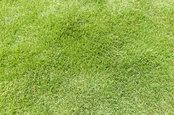 緑の芝生のテクスチャの背景 緑の芝生 草のテクスチャ 公園の芝生のテクスチャ — ストック写真