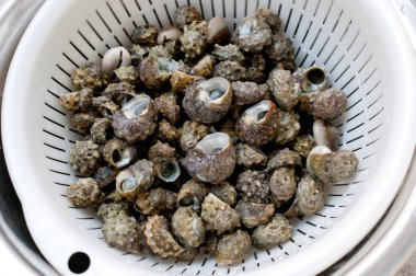 Küçük deniz kabukları, Lunella Coronata, Okinawa 'da Chinbora adında küçük bir deniz salyangozu.