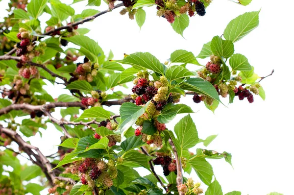 Fresh Mulberry Fruits Branch Mulberry Tree — Stock Photo, Image
