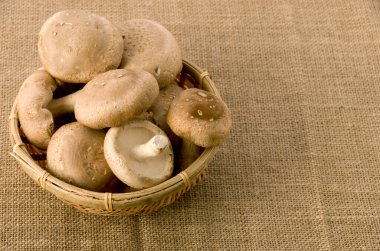 Çuval bezi arka planında bambu kevaşe mantarı.