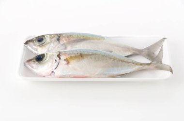 Selar crumenophthalmus, Bigeye scad, naylona sarılı balık beyaz köpük tepsisi.