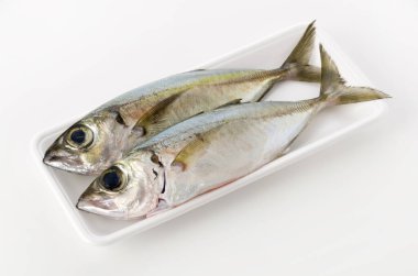 Selar crumenophthalmus, Bigeye scad, beyaz arka planda beyaz köpük tepsisindeki balık.