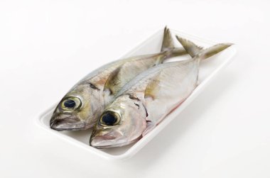 Selar crumenophthalmus, Bigeye scad, beyaz arka planda beyaz köpük tepsisindeki balık.