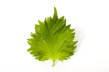 Taze yeşil shiso (perilla) veya beyaz arkaplanda oba yaprağı