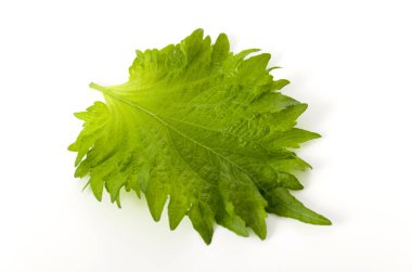 Taze yeşil shiso (perilla) veya beyaz arkaplanda oba yaprağı