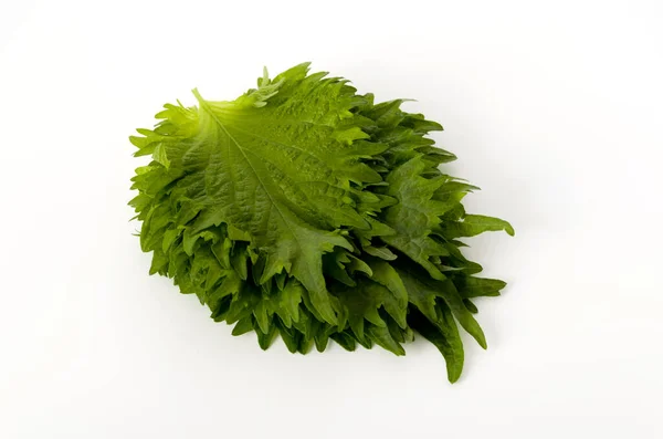 Shiso Verde Fresco Perilla Hoja Oba Sobre Fondo Blanco — Foto de Stock